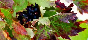 wine leaves and grapes