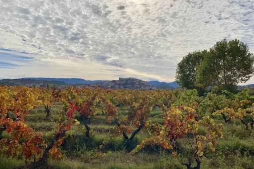 a view of some of the vines at the winery